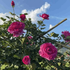 rosier grimpant violette parfumée