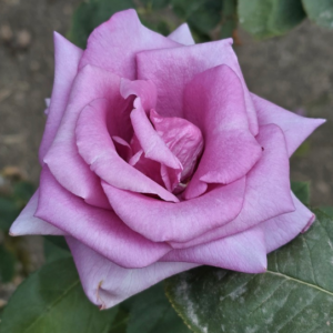 Rosier Eminence rose mauve parfumé