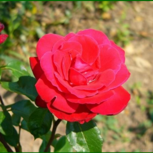 rosier Joli Coeur
