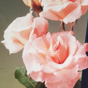 rosier Pénélope