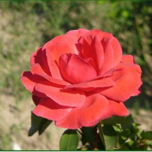 rosier Jolie Princesse parfumé