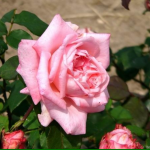 Rosier Mignonne, rose et parfumé