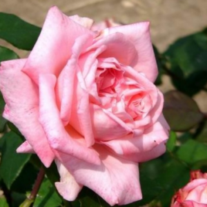 rosier Mignonne, rose et parfumé