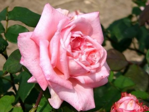 rosier Mignonne, rose et parfumé