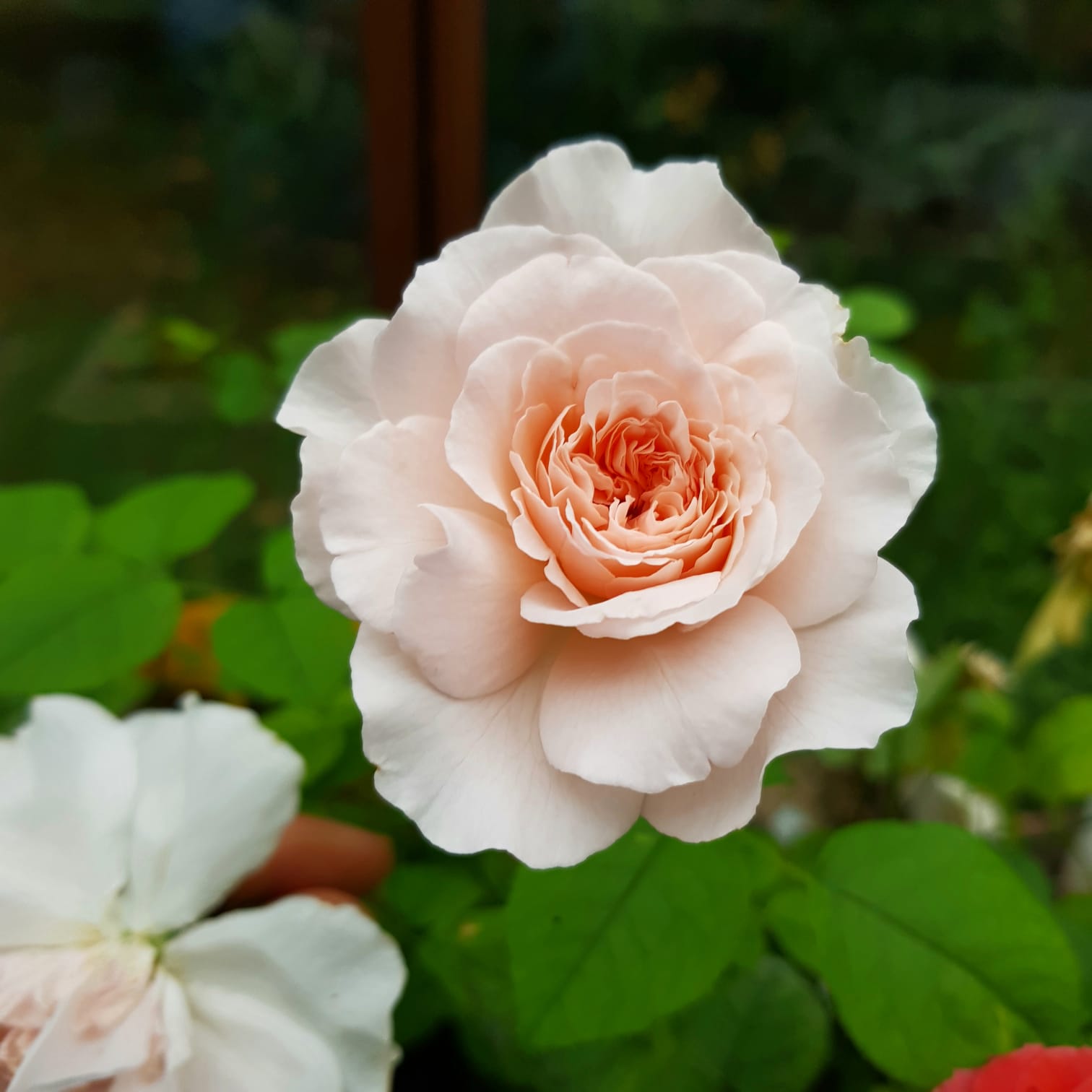 nouveauté 31062025